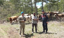 Kütahya’da kayıp büyükbaş hayvanlar dronla bulundu