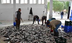 Muğla’nın su ürünleri ihracatı 1 milyar dolara yaklaştı