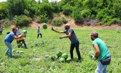 Tescilli Adana karpuzunda hasat başladı: Kilogramı 20-24 lira