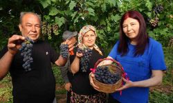 Turfanda ’Siyah İnci’ hasadı başladı
