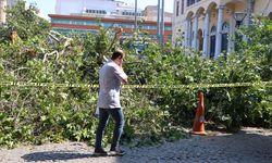 İzmir'de tarihi Kemeraltı Çarşısı girişindeki asırlık çınar devrildi