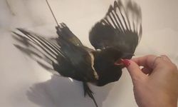 Hayatını kurtardığı yavru saksağan evladına dönüştü: Birlikte tatile gidiyorlar