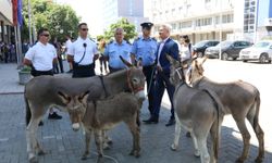 Kosova'da 41 oturuma rağmen meclis başkanının seçilememesi "eşeklerle" protesto edildi