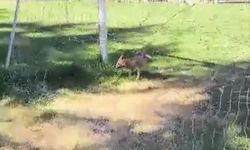 Futbol kalesi filesine sıkışan tilki ekipler tarafından kurtarıldı