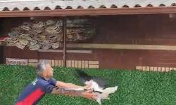Tek ayaklı leyleği havada yakaladı, itfaiye erinin refleksi leyleğin hayatını kurtardı
