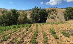 Bingöl'de 6 bin 704 kök kenevir ile 4 bin 612 kök skunk bitkisi ele geçirildi