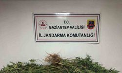 Gaziantep’te 5 kilo esrar ile 178 kök kenevir ele geçirildi: 4 gözaltı