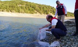 Kastamonu’da baraj ve göletlere 656 bin yavru sazan balığı salındı