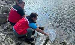 Tekirdağ’da göletlere 975 bin sazan yavrusu bırakıldı