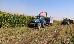 Iğdır'da silajlık mısır hasadı başladı