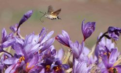 Dünyanın en pahalı baharatı safranın 1 gramı 500 TL