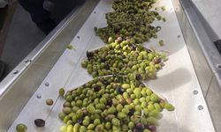 11. Uluslararası Milas Zeytin Hasat Şenliği kapsamında Antik Kent'te zeytin hasadı yapıldı