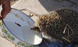 Aksaray'da bir çiftçi her sabah ahırına gelen kirpiyi sütle besliyor