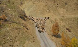 Muş'ta besicilerin sıcak bölgelere yolculuğu başladı