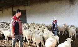 Aliağa’da hibe koyun ve koçlar üreticilere teslim edildi