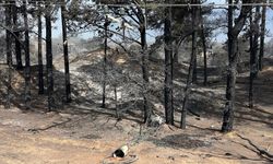 Avustralya'da iki ayrı eyalette çıkan orman yangınlarında 1 itfaiyeci öldü, 39 ev küle döndü