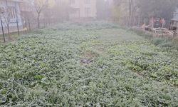 Balıkesir'de sis ve soğuk hava etkili oldu