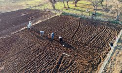 Batman'da tescilli mehina sarımsağının ekimine başlandı