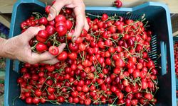 'Çeribaşı kirazı' Edirne'nin coğrafi işaret tescili alan 15. ürünü oldu