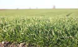 Trakya'da bu sene buğday erken boy attı