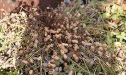 Adıyaman’da yer fıstığı hamlesi