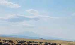 Ağrı’da ılıman iklim kış besicilerin yüzünü güldürdü