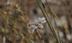 "Çameli pelemiri" bitki literatürüne kazandırıldı