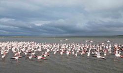 Enez Gala Gölü flamingolara ev sahipliği yapıyor