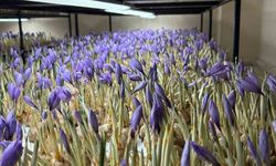 Genç yaşta mesleğini bıraktı, 50 metrekare odada gramı 600 liralık safran üretmeye başladı