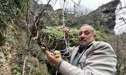 İncir ağacı Aralık ayında yeniden meyve verdi