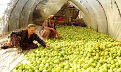 Kırağı vurdu, gök domates seraya taşındı