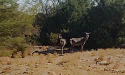 Kızıl geyikler aylar sonra Spil Dağı’nda yeniden görüntülendi