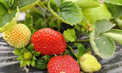 Köprübaşı’nda kış çileği 200 TL’den alıcı buluyor