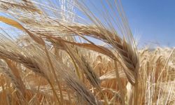 Kuraklık arpa ekimini artırdı