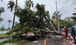 Mersin’de devrilen ağaç, seyir halindeki 3 araca zarar verdi