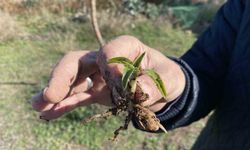 Nesli tükenme tehlikesi altında olan salep Eskişehir’de yeniden hayat buluyor