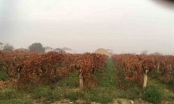 Sağanak yağmur çiftçileri sevindirdi