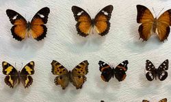 Van’da binlerce kelebeğin korunduğu araştırma koleksiyonu