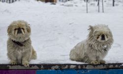 Erzurum ve Kars'ta kar etkili oldu