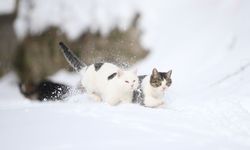 Kastamonu'da kar nedeniyle yiyecek bulamayan kedileri köy imamı besliyor