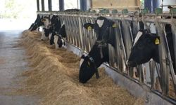 Aydın hayvancılıkta Türkiye zirvesinde