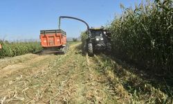 Aydın'da kaba yem üretimi artıyor