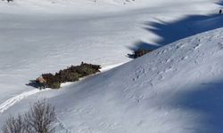 Bitlis'te hayvanlar için kızaklı yem mesaisi