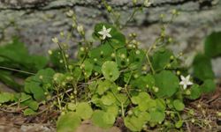 İzmir'de yeni bitki türü keşfedildi