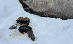 Şırnak'ta 12 köpek yavrusu donmak üzereyken kurtarıldı