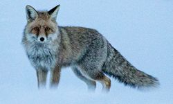Erzurum'da karla kaplı arazide yiyecek arayan tilki görüntülendi