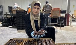 Filistinli yetkililer İsrail hurmalarının Filistin etiketiyle pazarlandığı uyarısında bulundu