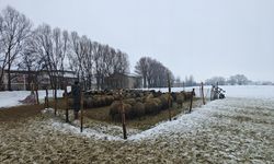 Muş'ta devlet desteğiyle hayvancılık gelişiyor