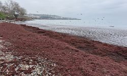 Tekirdağ'da poyraz nedeniyle sahilin bir kısmı kırmızı yosunla kaplandı