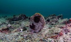 Akdeniz'de çok az kaldı, Tuzla'da umut verdi